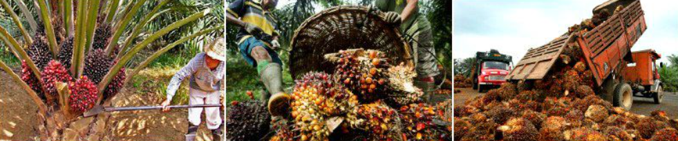 %vegetable oil for sale% %cooking oil(title)% sunflower oil for sale | soybean oil for sale | crude palm oil | refined palm oil | Crude sunflower oil